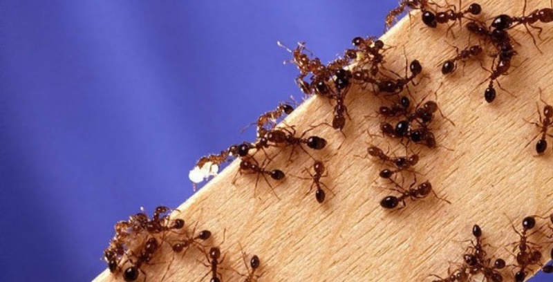 Mộng thấy kiến có trong đồ ăn nước uống 