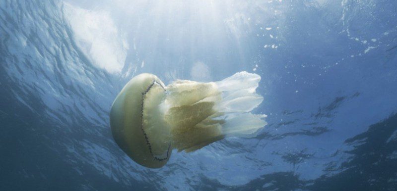 Ý nghĩa của mơ thấy con sứa là gì?